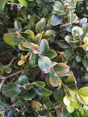 Calonectria