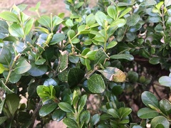 Calonectria