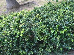 Calonectria