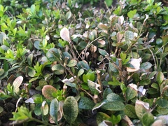 Calonectria