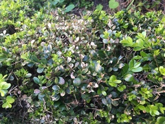 Calonectria
