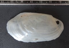 Potamilus fragilis