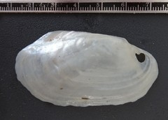 Potamilus fragilis