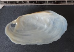 Potamilus fragilis