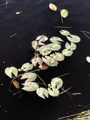 Nymphaea leibergii
