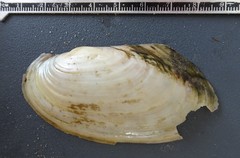 Potamilus fragilis