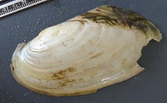 Potamilus fragilis