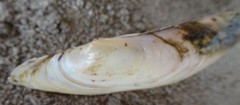 Potamilus fragilis