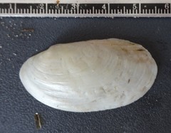 Potamilus fragilis