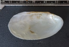 Potamilus fragilis