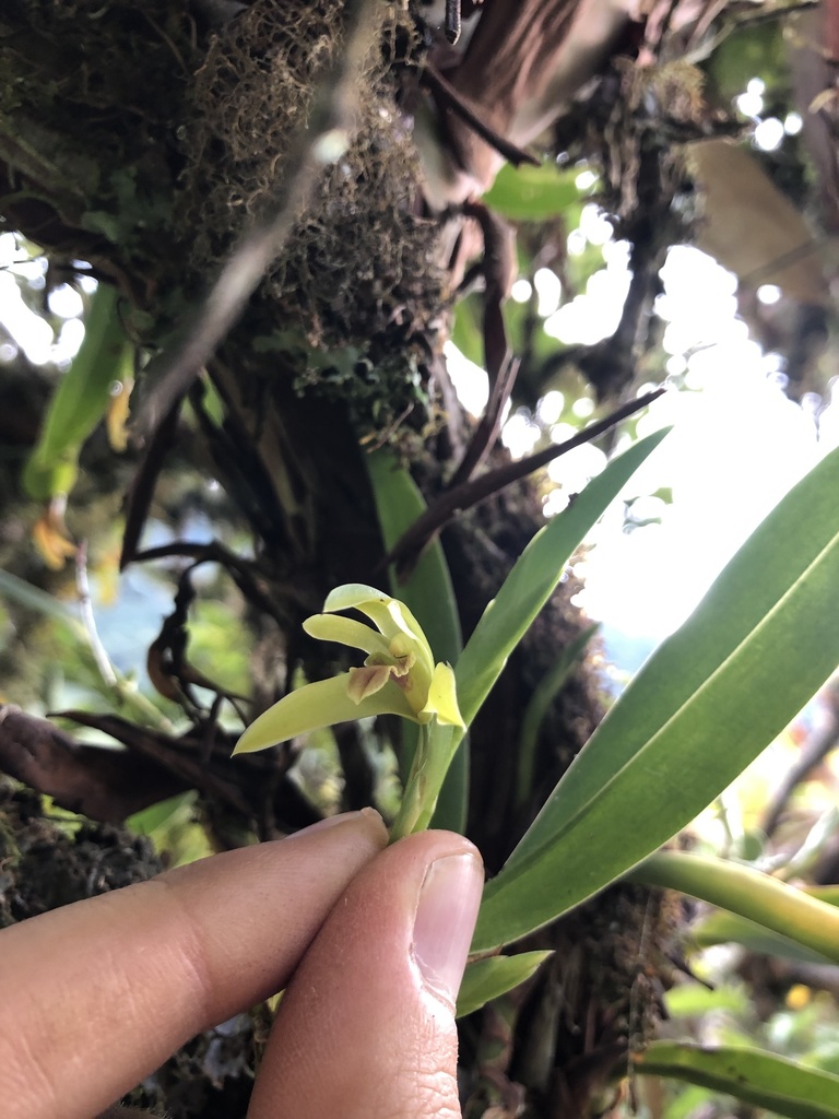 Maxillaria alpestris