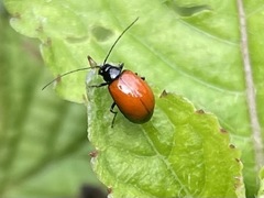 Afrocandezea nigrorubra