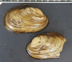 Potamilus fragilis
