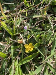 Chamaecrista garambiensis
