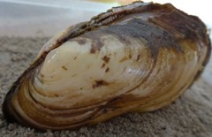 Potamilus fragilis