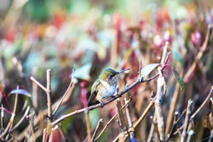 Selasphorus flammula