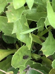 Atractomorpha australis