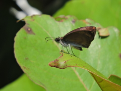 Anastrus sempiternus