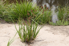 Cyperus lucidus