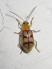 Paranapiacaba dorsoplagiata