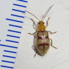 Paranapiacaba dorsoplagiata