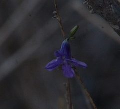 Conanthera campanulata