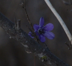 Conanthera campanulata