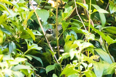 Basileuterus melanogenys