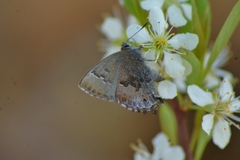 Callophrys irus