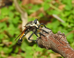 Blepharotes coriarius