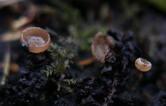 Ciboria amentacea