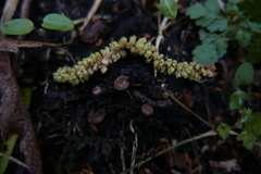 Ciboria amentacea