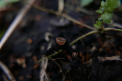 Ciboria amentacea