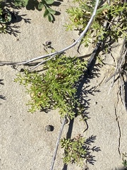 Oncosiphon pilulifer