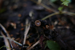 Ciboria amentacea