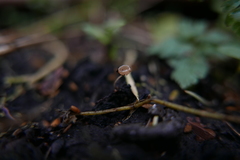 Ciboria amentacea