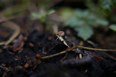 Ciboria amentacea