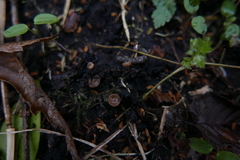 Ciboria amentacea