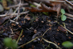 Ciboria amentacea