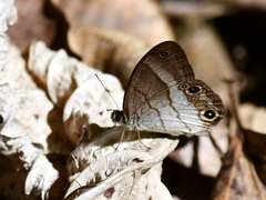 Euptychoides laccine