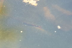 Poecilia reticulata