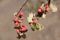 Cotoneaster nummularius