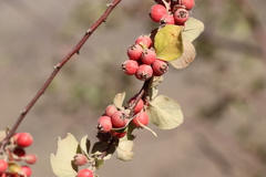 Cotoneaster nummularius