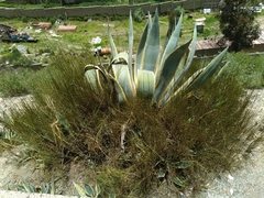 Ephedra americana