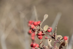 Cotoneaster nummularius