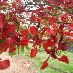 Delonix regia