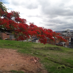 Delonix regia