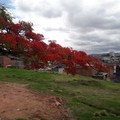 Delonix regia