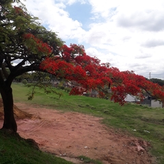 Delonix regia