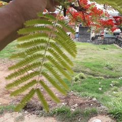 Delonix regia